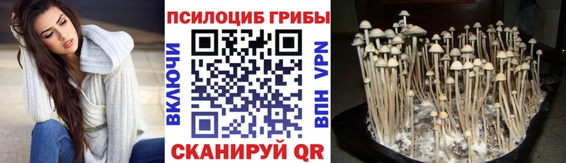 Псилоцибиновые грибы мицелий  закладка  Лермонтов 
